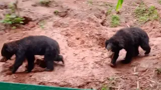 Trivandrum Zoo little bear's playing