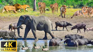 4K African Wildlife: Etosha National Park, Namibia - Scenic Wildlife Film With African Music