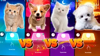 CUTE CAT DANCE MONKEY & CUTE DOG ENEMY IMAGINE DRAGONS & CUTE CAT BTS FAKE LOVE & CUTE DOG MARSHMELO