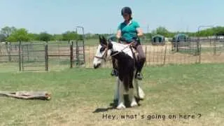 Gypsy Horse - Erik's first ride