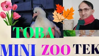 🕊️🦜 MINI ZOO TOBA TEK SINGH 🐘🐅 FAISALABAD PAKISTAN