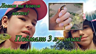 Поймали 3 луговых / Ловля ящериц