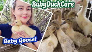 Duckling & Gosling Care Supplement Feeding