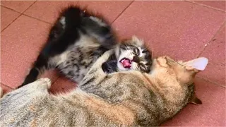 Poor Kitten Gets Punished By Angry Cat After Another Kitten Biting Cat's Tail