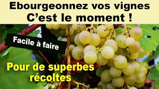 Vigne: L'ébourgeonnement c'est maintenant !