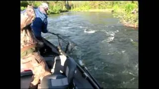 Icicle River Spring Chinook