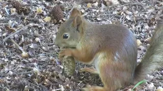 Белка расправляется с еловой шишкой - Squirrel with fir cone - 松鼠與冷杉球果