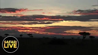 safariLIVE - Sunrise Safari - April 30, 2019