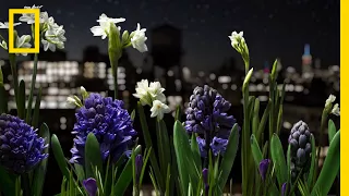 Watch a Garden Come to Life in This Absolutely Breathtaking Time-Lapse | Short Film Showcase