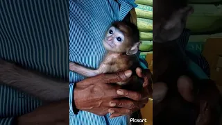 Little monkey #babymonkey #animallover  #ytshort #trending #youtubeshorts #viral #shorts