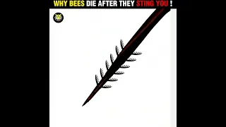 Why BEES🐝 Die After They Sting You ?