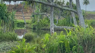 Floating Island in Labasa, Fiji, Sinkhole, underground caves, Nagmandir, Mystery solved