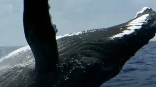 What If You Were Swallowed by a WHALE? | BBC Earth Kids