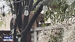 Mountain lion tranquilized in Los Gatos, returned to the wild