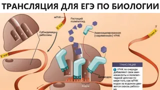 ТРАНСЛЯЦИЯ ДЛЯ ЕГЭ ПО БИОЛОГИИ - ДЕТАЛЬНЫЙ АНАЛИЗ (СИНТЕЗ БЕЛКА)