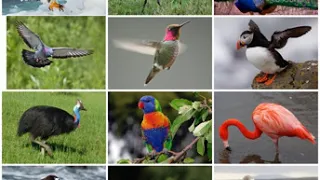 Birds | Wikipedia audio article