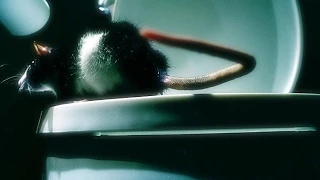Watch how quickly a rat can wriggle up your toilet