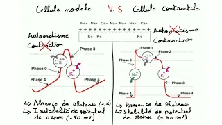 ECG de A à  Z  : la physiologie cardiaque prt 2( le potentiel d action cardiaque)