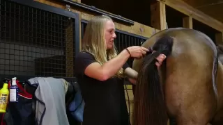 "Bathing! And a Trim!" How to Trim the Mane, Tail, Muzzle, Ears, & Bridle Path
