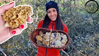 JARNÍ houby - Smrž obecný (Morchella esculenta), Čirůvka májovka (Calocybe gambosa).