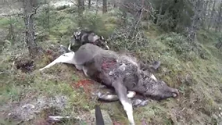 Hirvenkaato Mökälle (74) Moose hunting