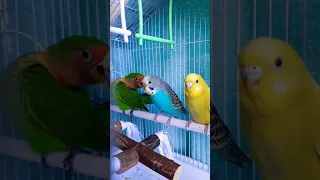 Lovebird Agapornis hybrid parrot,  mix of Fischer and Peach-faced Roseicollis