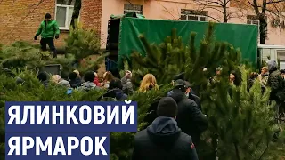 Ялинковий ярмарок у Кропивницькому  За яким критеріями містяни обирали дерева