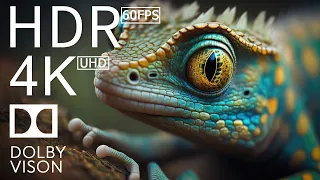 4K HDR 120fps Dolby Vision with Animal Sounds (Colorfully Dynamic) #81