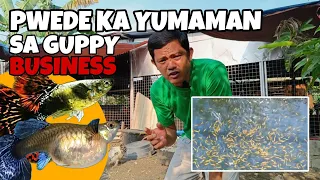 Possible na yumaman ka pag nag breed ka ng Guppies, alamin ang Aking kwento!