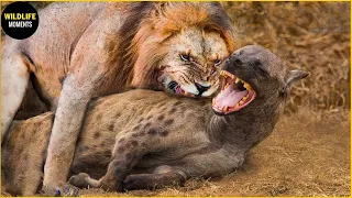 30 Tragic Moments Hyena Vs Lion Fight To The Last Breath