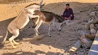 Donkeys are enjoying in my village