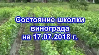 Состояние школки винограда 17.07.2018 года.