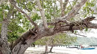 Comodo Dragon fight on a tree