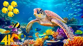 [NEW] 4HRS Stunning 4K Underwater Wonders - Relaxing Music, Coral Reefs, Fish-Colorful Sea Life #53