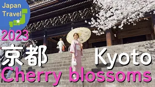 [Japan Travel Guide] Cherry blossoms in full bloom in Kyoto!!