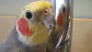 Talkative Cockatiel Sings