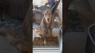 My dog found the mud 😳.