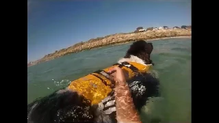 Landseer Newfoundland Dog Water Rescue - Mishka