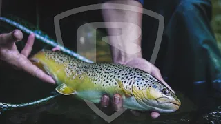 FORELLEN-ABENTEUER  | Forellenangeln | Troutfishing | Fishing | Fox Rage | Raubfischangeln