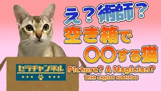 【シンガプーラ】え？術師？空き箱に興味を持った猫の仕草がこれです。#cat #kitten #family #pets