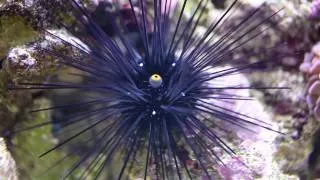 Diadema setosum - Longspine Urchin - zeeëgel