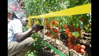 The Mombasa International Agricultural Show - part 3