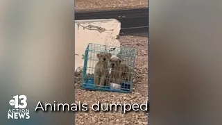 13 Investigates: Animals being dumped on a daily basis