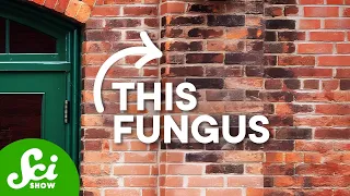 This Fungus Has A Drinking Problem