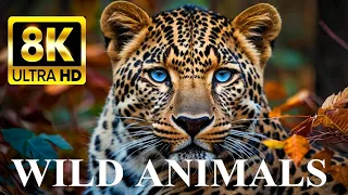 WILDLIFE WONDERS 8K ULTRA HD: Spectacular Animals