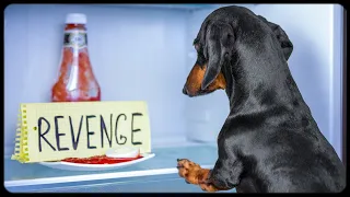 Revenge Dish Served Cold! Cute & funny dachshund dog video!
