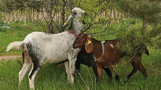 Разговор о козах.