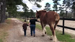 Five-Year-Old Walks Huge Draft Horse Along With Grandma - 1110944