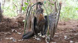 Wild Man Creative Amazing Trap To Catch Wild Chicken Easily In The Jungle