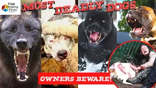 10 DELIKADONG ASO NA BAWAL IPASOK SA BANSA | Most Banned Dog Breed List